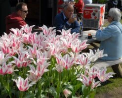 Tulip 'Marilyn' -Flowers Sales Store tulip marilyn 7