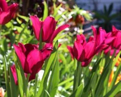 Tulip 'Merlot' -Flowers Sales Store tulip merlot 0