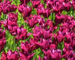 Tulip 'Merlot' -Flowers Sales Store tulip merlot 1