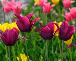 Tulip 'Merlot' -Flowers Sales Store tulip merlot 2