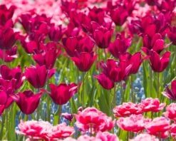 Tulip 'Merlot' -Flowers Sales Store tulip merlot 6