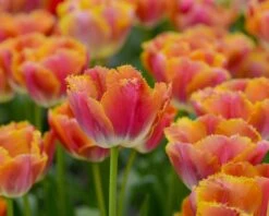 Tulip 'Miami Sunset' -Flowers Sales Store tulip miami sunset 2