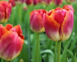 Tulip 'Miami Sunset' -Flowers Sales Store tulip miami sunset 3