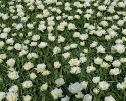 Tulip 'Mount Tacoma' -Flowers Sales Store tulip mondial 2