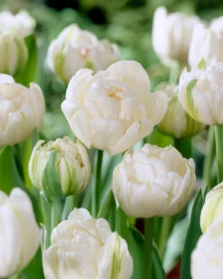 Tulip 'Mount Tacoma' -Flowers Sales Store tulip mount tacoma 1