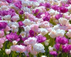 Tulip 'Mount Tacoma' -Flowers Sales Store tulip mount tacoma 1 a5d1fca9 dfd1 4e20 9f8a 96e68a74b7e6