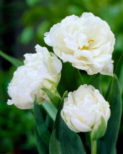 Tulip 'Mount Tacoma' -Flowers Sales Store tulip mount tacoma 2