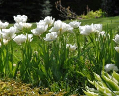 Tulip 'Mount Tacoma' -Flowers Sales Store tulip mount tacoma 3