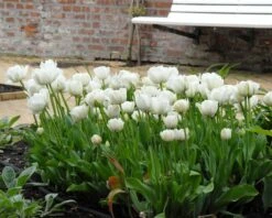 Featured Products -Flowers Sales Store tulip mount tacoma 3 4ff825fc 38cf 477a a35f 2ae2c7a33200