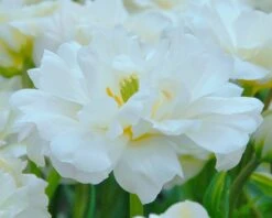 Tulip 'Mount Tacoma' -Flowers Sales Store tulip mount tacoma 4 299806a6 b5e8 40be bc42 e3c0de0d121d