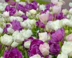 Tulip 'Mount Tacoma' -Flowers Sales Store tulip mount tacoma 5