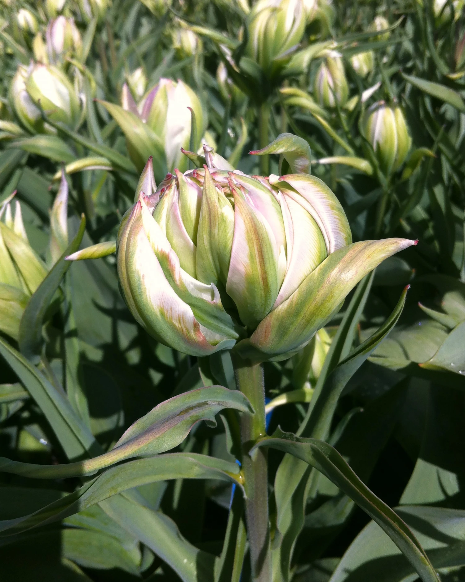 Tulip 'Mystery Valley' 6 Tulip 'Mystery Valley' - Image 4