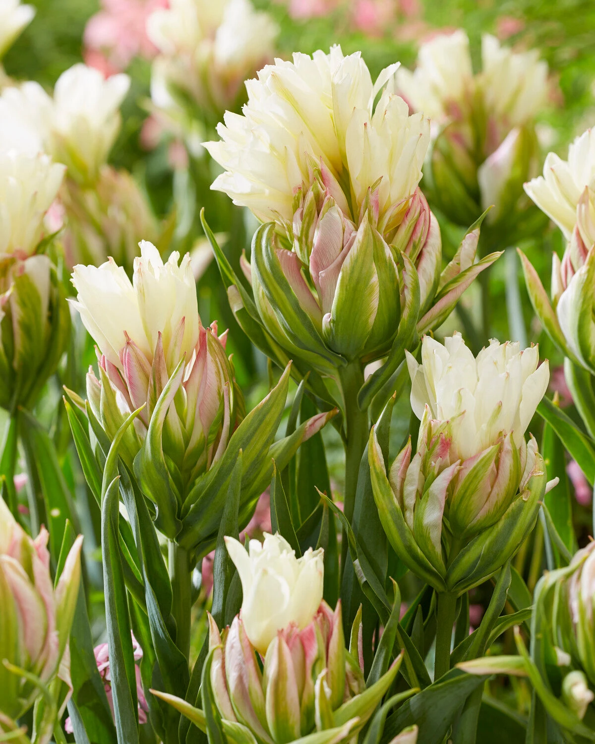 Tulip 'Mystery Valley' 3 Tulip 'Mystery Valley'