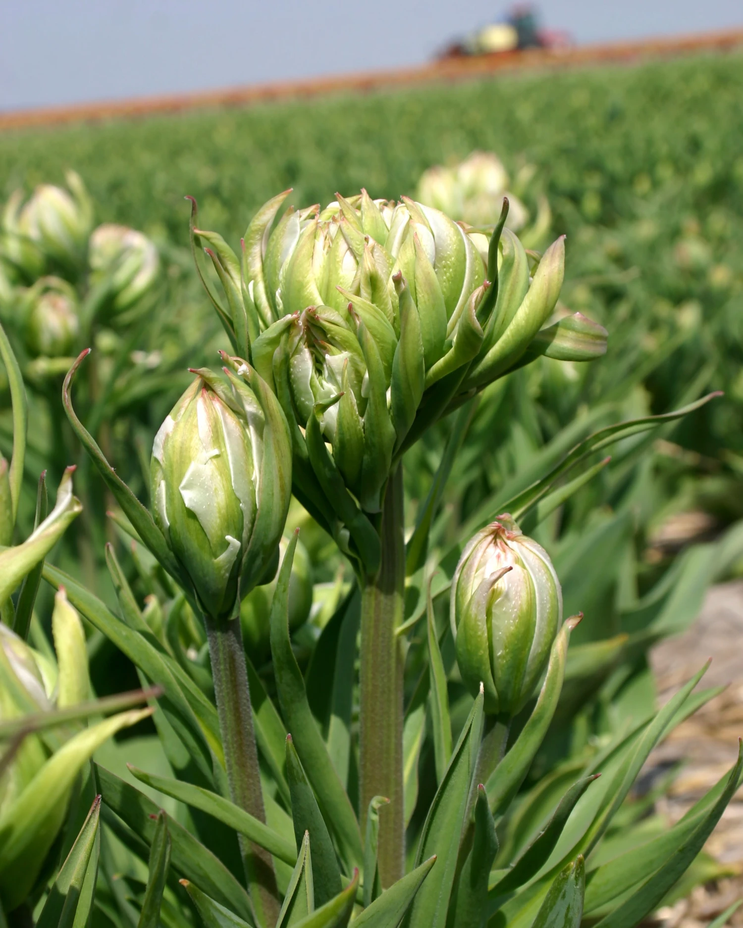 Tulip 'Mystery Valley' 8 Tulip 'Mystery Valley' - Image 6