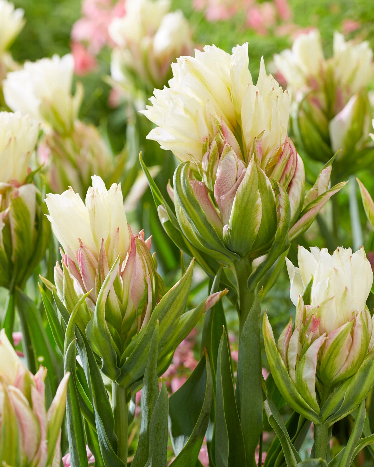 Tulip 'Mystery Valley' 7 Tulip 'Mystery Valley' - Image 5