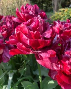 Tulip 'Nachtwacht' -Flowers Sales Store tulip nachtwacht 0