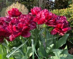 Tulip 'Nachtwacht' -Flowers Sales Store tulip nachtwacht 01