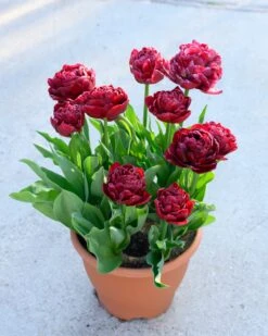 Tulip 'Nachtwacht' -Flowers Sales Store tulip nachtwacht 1