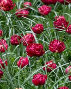 Tulip 'Nachtwacht' -Flowers Sales Store tulip nachtwacht 4