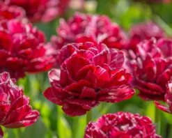 Tulip 'Nachtwacht' -Flowers Sales Store tulip nachtwacht 5