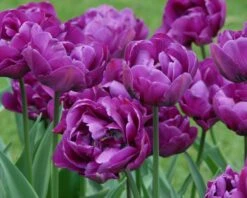 Tulip 'Negrita Double' -Flowers Sales Store tulip negrita double 10