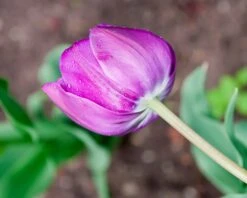 Tulip 'Negrita Double' -Flowers Sales Store tulip negrita double 4