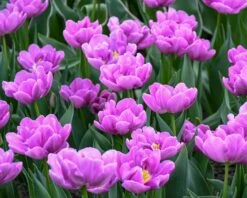 Tulip 'Negrita Double' -Flowers Sales Store tulip negrita double 5