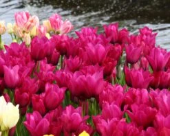 Tulip 'Night Club' -Flowers Sales Store tulip night club 5