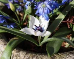 Tulip 'Coerulea Oculata Alba' -Flowers Sales Store tulip oculata alba 0