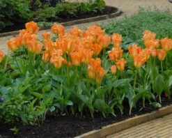 Tulip 'Orange Emperor' -Flowers Sales Store tulip orange emperor 1
