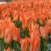 Tulip 'Orange Emperor' 2 Tulip 'Orange Emperor' -Flowers Sales Store tulip orange emperor 2
