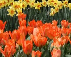 Tulip 'Orange Emperor' -Flowers Sales Store tulip orange emperor 2 c9651543 650c 4f11 8d40 e2c95eb38171