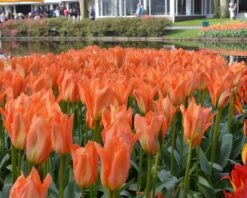 Tulip 'Orange Emperor' -Flowers Sales Store tulip orange emperor 3