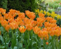 Tulip 'Orange Emperor' -Flowers Sales Store tulip orange emperor 5
