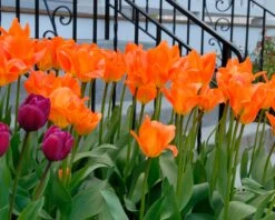 Tulip 'Orange Emperor' -Flowers Sales Store tulip orange emperor 6