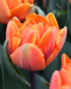 Tulip 'Orange Princess' -Flowers Sales Store tulip orange princess 0