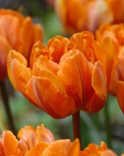 Tulip 'Orange Princess' -Flowers Sales Store tulip orange princess 1