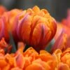 Tulip 'Orange Princess' 1 Tulip 'Orange Princess' -Flowers Sales Store tulip orange princess 2