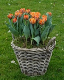 Tulip 'Orange Princess' -Flowers Sales Store tulip orange princess 3