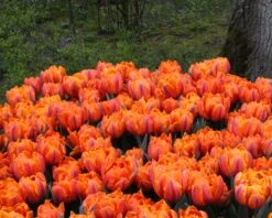 Tulip 'Orange Princess' -Flowers Sales Store tulip orange princess 3 aad0f81d e659 44d0 8b84 4ad1d59f0f23