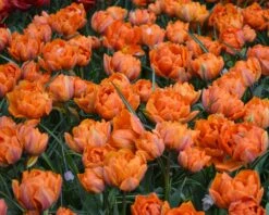 Tulip 'Orange Princess' -Flowers Sales Store tulip orange princess 4