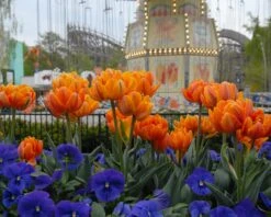 Tulip 'Orange Princess' -Flowers Sales Store tulip orange princess 5