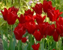 Tulip 'Oscar' -Flowers Sales Store tulip oscar 3