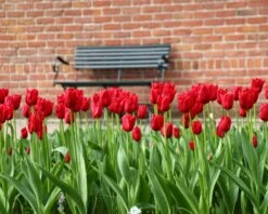 Tulip 'Oscar' -Flowers Sales Store tulip oscar 5
