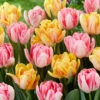 Tulip Collection 'Peach Passion' 1 Tulip Collection 'Peach Passion' -Flowers Sales Store tulip peach passion 1