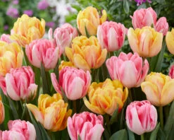 Tulip Collection 'Peach Passion' -Flowers Sales Store tulip peach passion 2