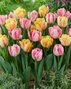 Tulip Collection 'Peach Passion' -Flowers Sales Store tulip peach passion 3