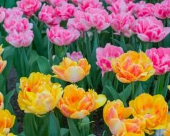 Tulip Collection 'Peach Passion' -Flowers Sales Store tulip peach passion 4