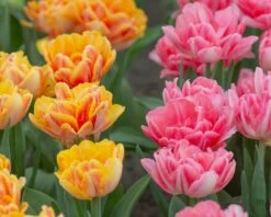 Featured Products -Flowers Sales Store tulip peach passion 5