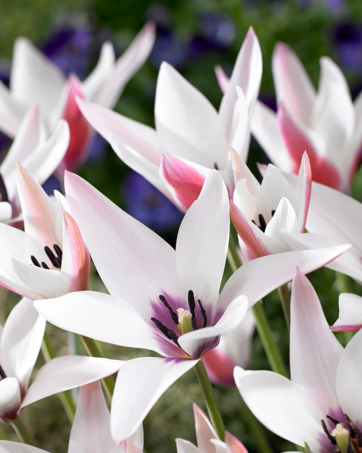 Tulip 'Peppermint Stick' 4 Tulip 'Peppermint Stick' - Image 2